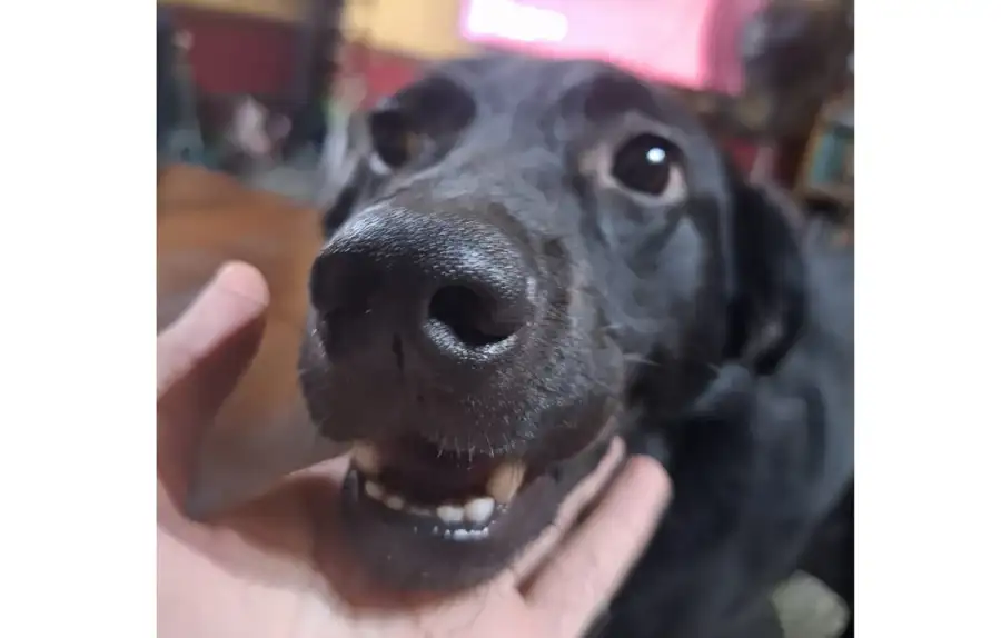Perro en celebración