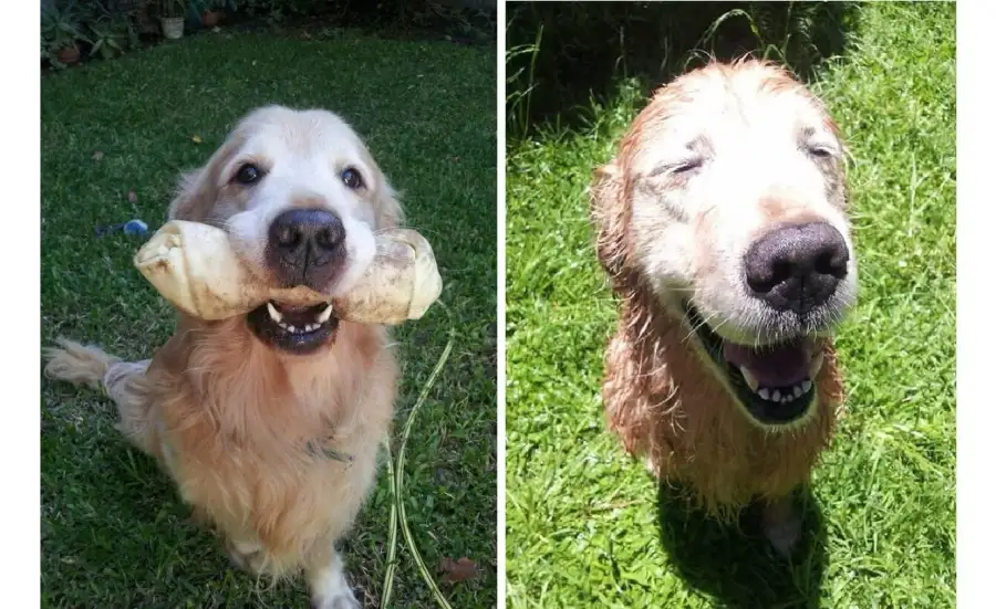 Perro feliz