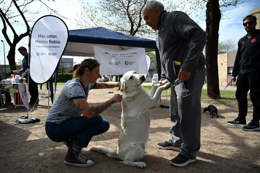 Perro en control veterinario