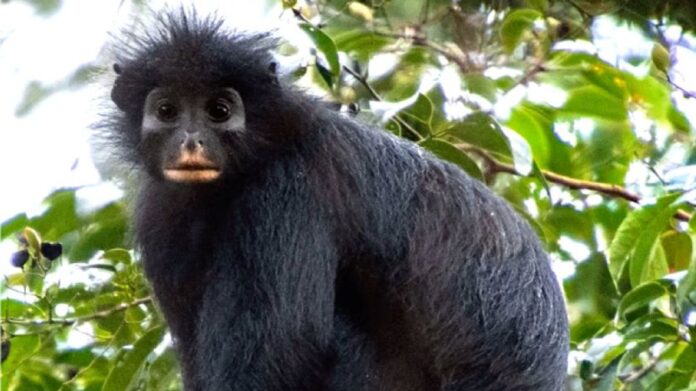 20-07-2026-colobus-congoensis-congo-hallazgo-2287418.jpg
