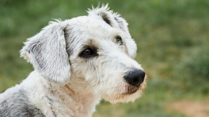21julio26diadelperro-2287209.jpg