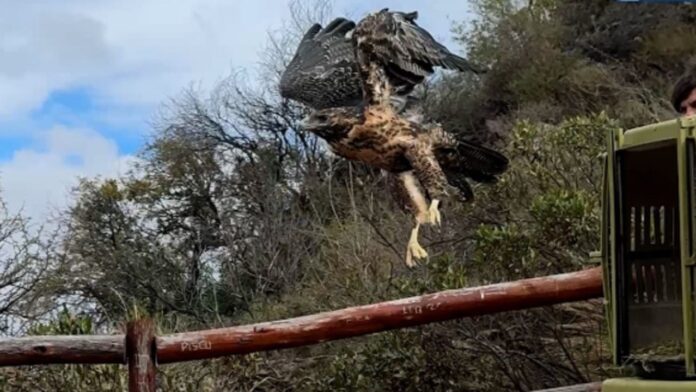2907animales-2293382.jpg