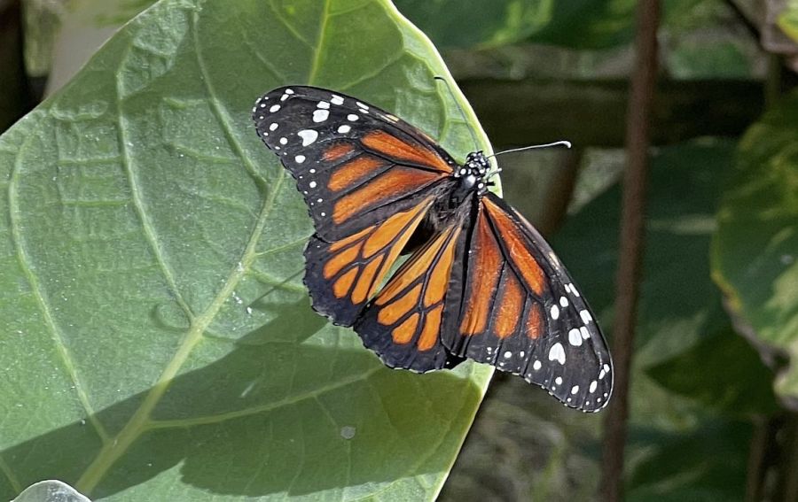 Mariposario