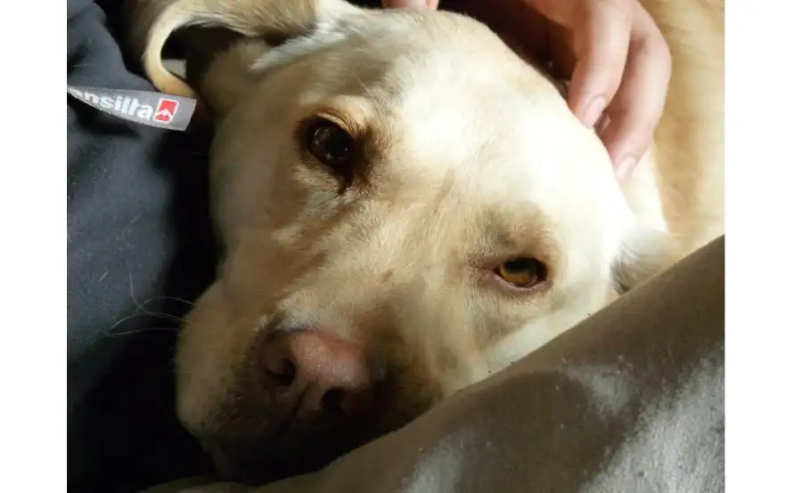 Perro amigable