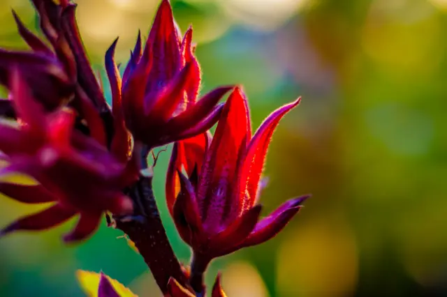 Flor de Jamaica