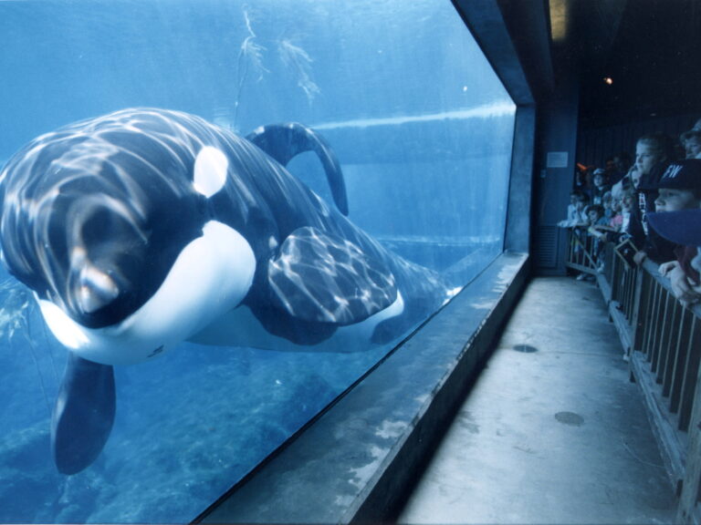 ¡Regresa Willy! Todo sobre el regreso del icónico filme de la orca