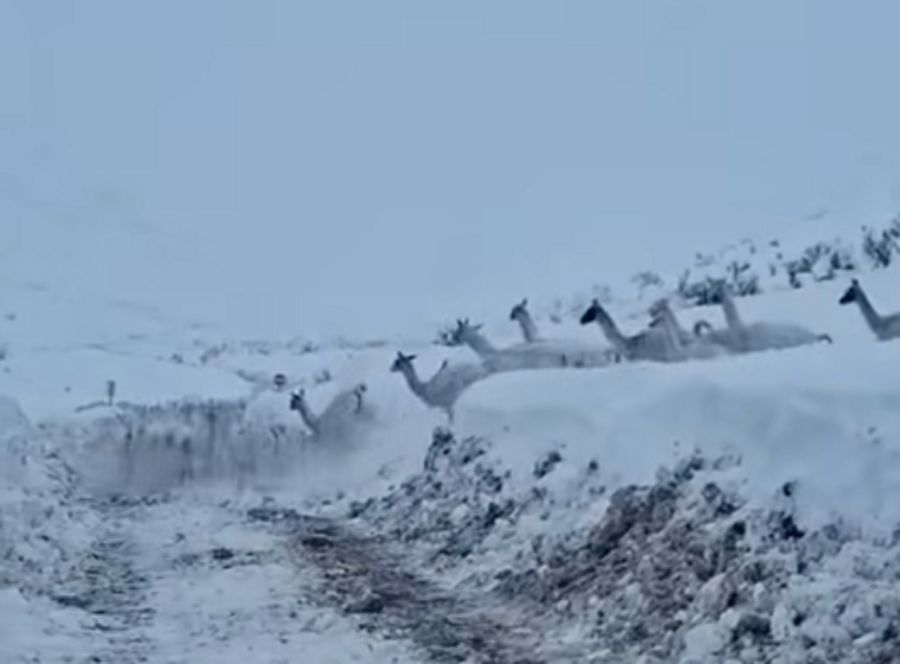 guanacos
