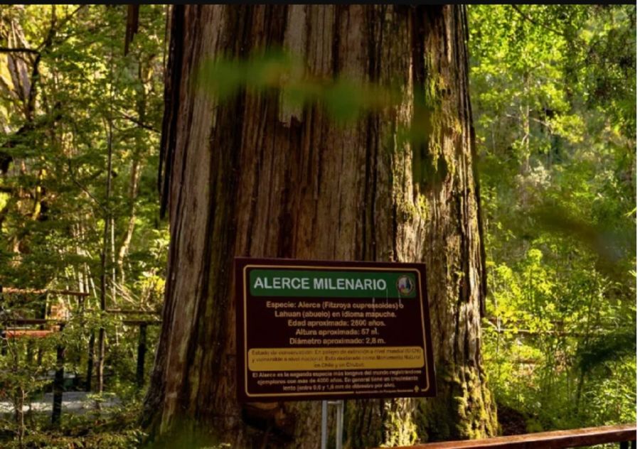 Alerce Abuelo