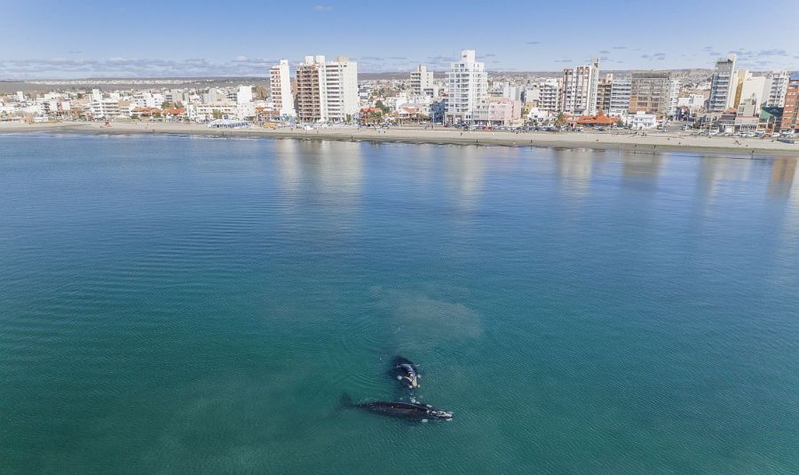 Ballenas en Puerto Madryn