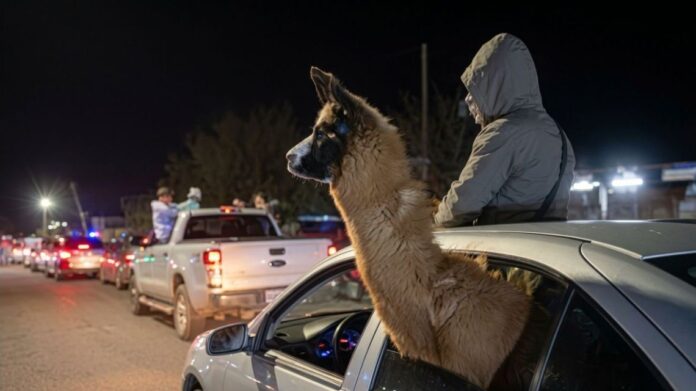 denunciaron-por-maltrato-animal-al-hombre-que-llevo-una-llama-en-un-auto-para-festejar-el-triunfo-de.jpeg