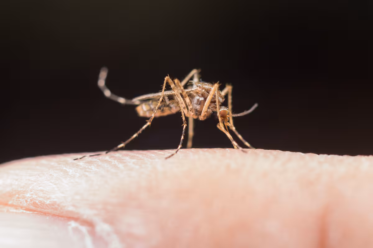 el-msquito-aedes-aegypti-transmite-el-virus-del-GOPMGQXLF5DTLHVMFFLA2GU7OY.jpg