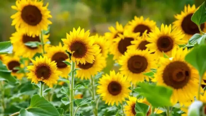 girasol-2285207.jpg