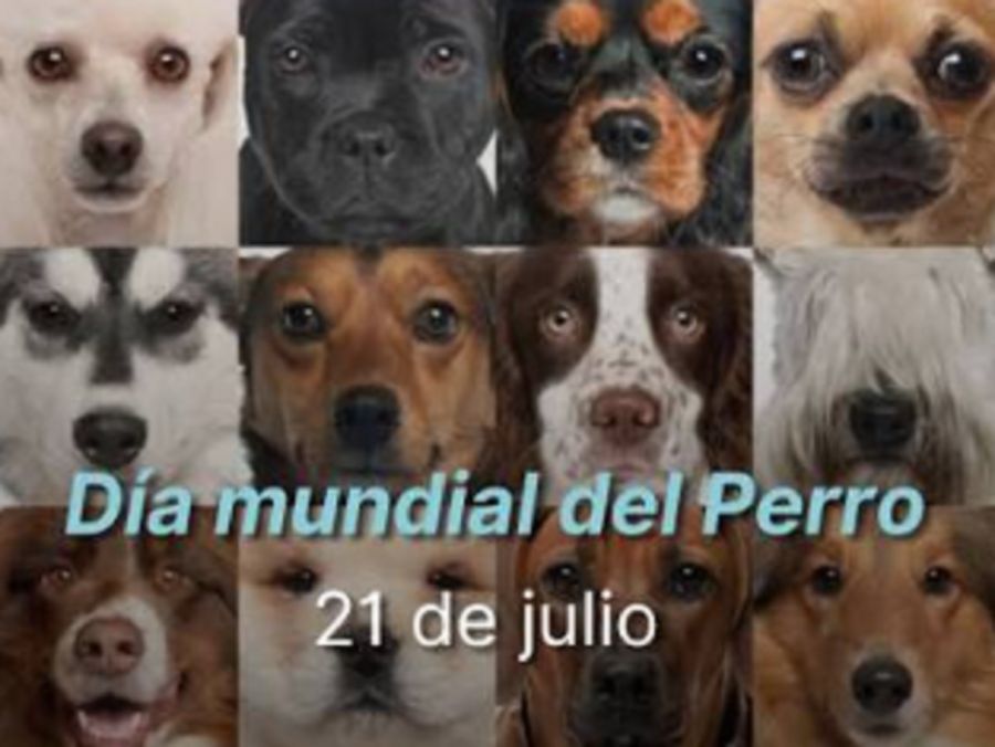 Perros