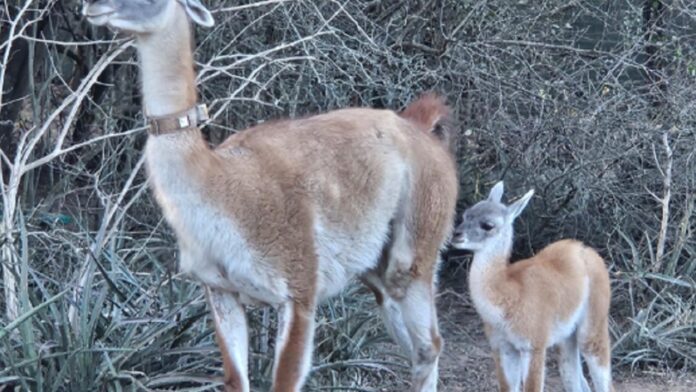 1308guanaco-2303777.jpg