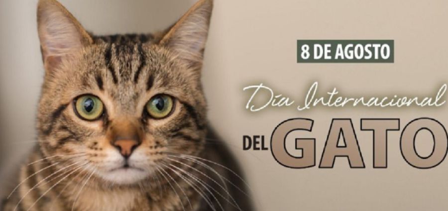 Gatos