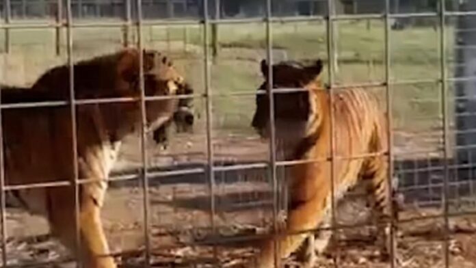 2108animales-2308983.jpg