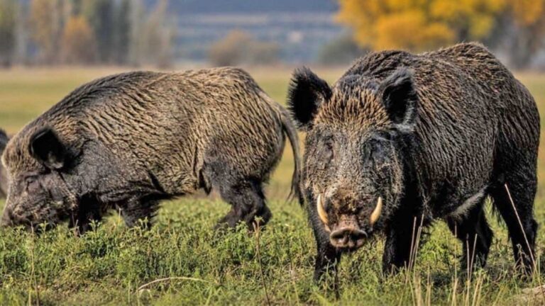 Invasión ecológica: el peligroso avance del jabalí
