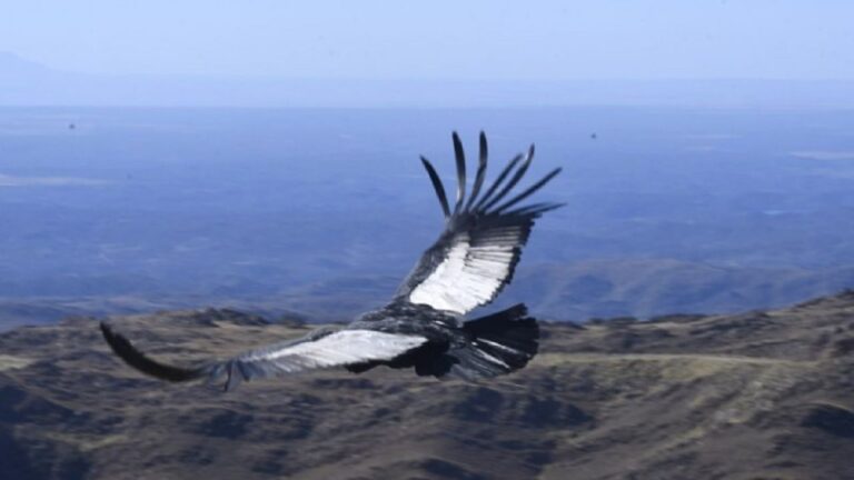 Rescatan y liberan a un majestuoso cóndor andino en las sierras de San Luis