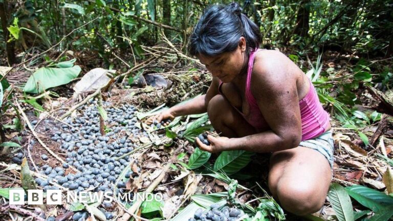Las chagras: Agricultura tradicional en la selva tropical de Colombia y Ecuador