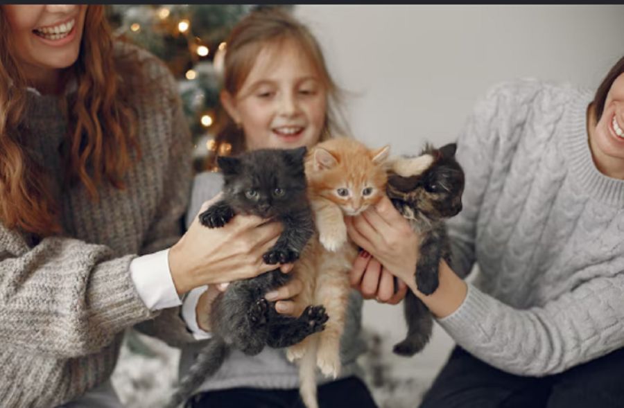 Gatos