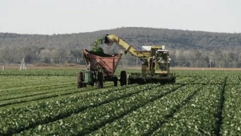 El Campo Argentino Aspira a Ser Reconocido como un ‘Súper RIGI’ por sus Inversiones