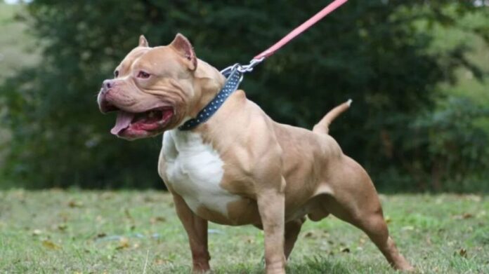 brutal-ataque-de-un-perro-a-un-nino-de-3-anos-recibio-65-puntos-en-el-rostro-2307414.jpg