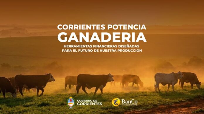 creditos-del-banco-de-corrientes-2305943.jpg