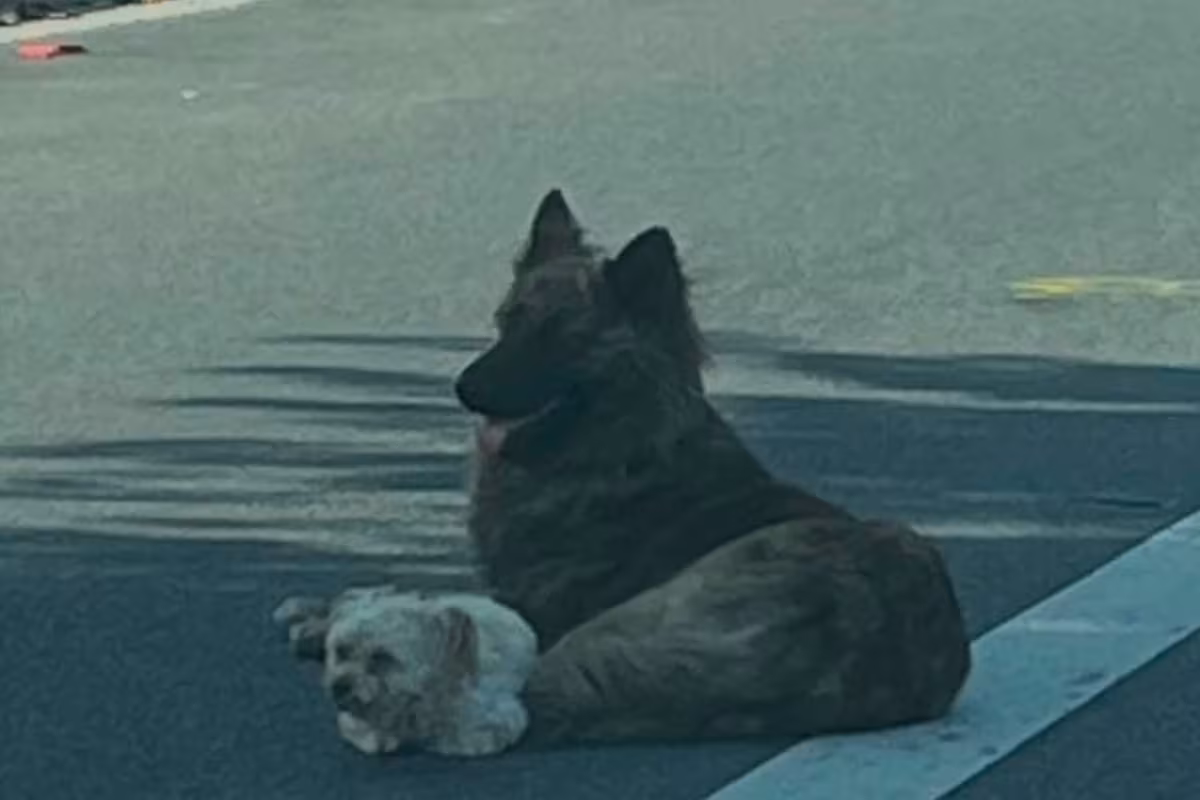 encontraron-un-perro-costado-en-la-avenida-y-Z5SI7G3V2VEZXNXSI2KRH35FCQ.png