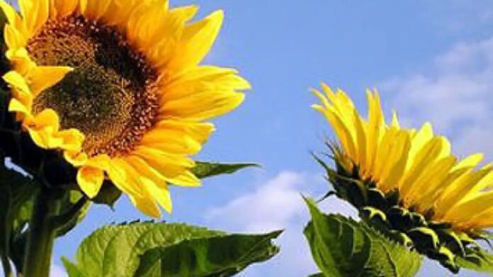 girasol-2304692.jpg