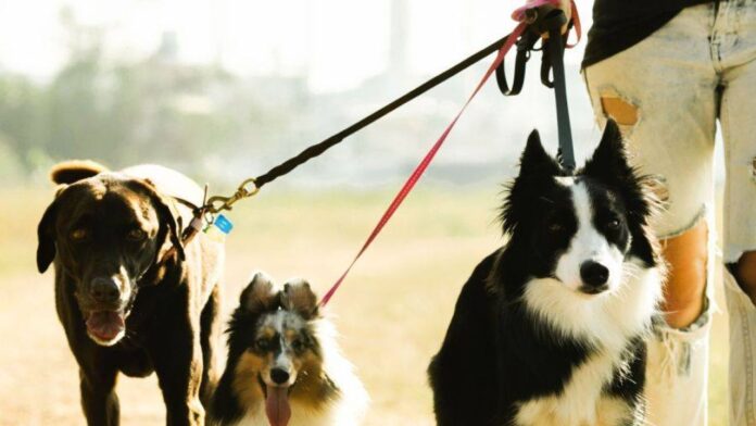 perros-2302965.jpg