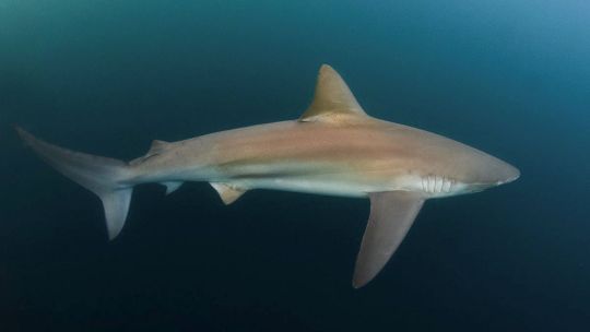 tiburones-en-peligro-2289726.jpg