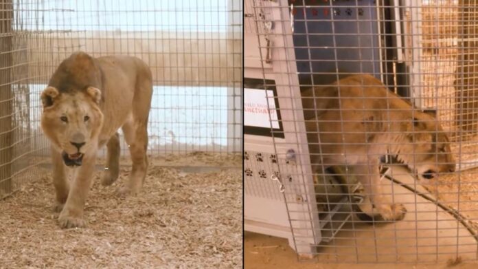 tigres-y-leones-trasladados-del-zoologico-de-lujan-a-sudafrica-2309083.jpg